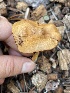  ( - HAY-F-007573)  @11 [ ] by-nc (2023) Damon Tighe Fungal Diversity Survey