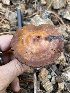  ( - HAY-F-007574)  @11 [ ] by-nc (2023) Damon Tighe Fungal Diversity Survey