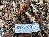  ( - HAY-F-007574)  @11 [ ] by-nc (2023) Damon Tighe Fungal Diversity Survey