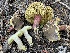  ( - HAY-F-007576)  @11 [ ] by-nc (2023) Damon Tighe Fungal Diversity Survey