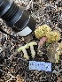  ( - HAY-F-007576)  @11 [ ] by-nc (2023) Damon Tighe Fungal Diversity Survey