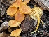  ( - HAY-F-007579)  @11 [ ] by-nc (2023) Damon Tighe Fungal Diversity Survey