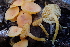  ( - HAY-F-007579)  @11 [ ] by-nc (2023) Damon Tighe Fungal Diversity Survey