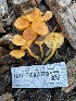 ( - HAY-F-007579)  @11 [ ] by-nc (2023) Damon Tighe Fungal Diversity Survey