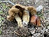  (Cortinarius aureovelatus - HAY-F-007587)  @11 [ ] by-nc (2023) Damon Tighe Fungal Diversity Survey