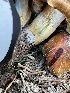  ( - HAY-F-007587)  @11 [ ] by-nc (2023) Damon Tighe Fungal Diversity Survey