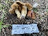  ( - HAY-F-007587)  @11 [ ] by-nc (2023) Damon Tighe Fungal Diversity Survey