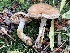  ( - HAY-F-007588)  @11 [ ] by-nc (2023) Damon Tighe Fungal Diversity Survey