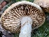  ( - HAY-F-007588)  @11 [ ] by-nc (2023) Damon Tighe Fungal Diversity Survey