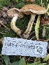 ( - HAY-F-007588)  @11 [ ] by-nc (2023) Damon Tighe Fungal Diversity Survey