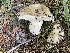  ( - HAY-F-007590)  @11 [ ] by-nc (2023) Damon Tighe Fungal Diversity Survey