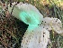  ( - HAY-F-007590)  @11 [ ] by-nc (2023) Damon Tighe Fungal Diversity Survey