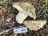  ( - HAY-F-007590)  @11 [ ] by-nc (2023) Damon Tighe Fungal Diversity Survey