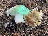  ( - HAY-F-007591)  @11 [ ] by-nc (2023) Damon Tighe Fungal Diversity Survey