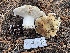  ( - HAY-F-007591)  @11 [ ] by-nc (2023) Damon Tighe Fungal Diversity Survey