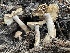  (Inocybe sp. PNW45 - HAY-F-007592)  @11 [ ] by-nc (2023) Damon Tighe Fungal Diversity Survey