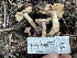  ( - HAY-F-007592)  @11 [ ] by-nc (2023) Damon Tighe Fungal Diversity Survey