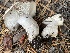  ( - HAY-F-007593)  @11 [ ] by-nc (2023) Damon Tighe Fungal Diversity Survey