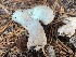  ( - HAY-F-007593)  @11 [ ] by-nc (2023) Damon Tighe Fungal Diversity Survey