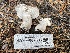  ( - HAY-F-007593)  @11 [ ] by-nc (2023) Damon Tighe Fungal Diversity Survey