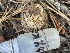 ( - HAY-F-007596)  @11 [ ] by-nc (2023) Damon Tighe Fungal Diversity Survey