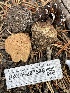  ( - HAY-F-007596)  @11 [ ] by-nc (2023) Damon Tighe Fungal Diversity Survey