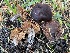  ( - HAY-F-007597)  @11 [ ] by-nc (2023) Damon Tighe Fungal Diversity Survey