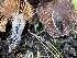  ( - HAY-F-007597)  @11 [ ] by-nc (2023) Damon Tighe Fungal Diversity Survey