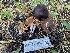  ( - HAY-F-007597)  @11 [ ] by-nc (2023) Damon Tighe Fungal Diversity Survey