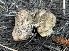  ( - HAY-F-007602)  @11 [ ] by-nc (2023) Damon Tighe Fungal Diversity Survey