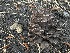  ( - HAY-F-007602)  @11 [ ] by-nc (2023) Damon Tighe Fungal Diversity Survey