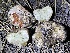  ( - HAY-F-007605)  @11 [ ] by-nc (2023) Damon Tighe Fungal Diversity Survey