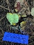  ( - HAY-F-007605)  @11 [ ] by-nc (2023) Damon Tighe Fungal Diversity Survey