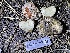  ( - HAY-F-007605)  @11 [ ] by-nc (2023) Damon Tighe Fungal Diversity Survey