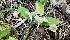 ( - HAY-F-002274)  @11 [ ] by-nc (2023) Thea Chesney Fungal Diversity Survey