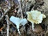  (Cotylidia - HAY-F-002274)  @11 [ ] by-nc (2023) Thea Chesney Fungal Diversity Survey
