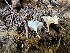  ( - HAY-F-002274)  @11 [ ] by-nc (2023) Thea Chesney Fungal Diversity Survey