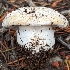  (Amanita sp. CA06 - HAY-F-001461)  @11 [ ] c (2023) Michelle C. Torres-Grant Fungal Diversity Survey