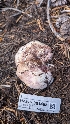  ( - HAY-F-001468)  @11 [ ] c (2023) Michelle C. Torres-Grant Fungal Diversity Survey