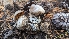  (Cortinarius sp. CA29 - HAY-F-001469)  @11 [ ] c (2023) Michelle C. Torres-Grant Fungal Diversity Survey