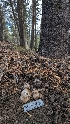  ( - HAY-F-001469)  @11 [ ] c (2023) Michelle C. Torres-Grant Fungal Diversity Survey