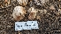  ( - HAY-F-001469)  @11 [ ] c (2023) Michelle C. Torres-Grant Fungal Diversity Survey
