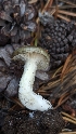  ( - HAY-F-001470)  @11 [ ] c (2023) Michelle C. Torres-Grant Fungal Diversity Survey