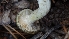  ( - HAY-F-001470)  @11 [ ] c (2023) Michelle C. Torres-Grant Fungal Diversity Survey