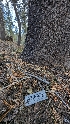  ( - HAY-F-001470)  @11 [ ] c (2023) Michelle C. Torres-Grant Fungal Diversity Survey