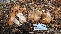  (Cortinarius sp. biveloides-CA01 - HAY-F-001458)  @11 [ ] c (2023) Michelle C. Torres-Grant Fungal Diversity Survey