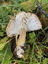  ( - HAY-F-006981)  @11 [ ] by-nc (2023) Dean Lyons Fungal Diversity Survey