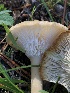  ( - HAY-F-006983)  @11 [ ] by-nc (2023) Dean Lyons Fungal Diversity Survey
