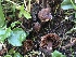  ( - HAY-F-007050)  @11 [ ] by-nc (2023) Dean Lyons Fungal Diversity Survey