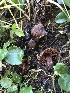  ( - HAY-F-007050)  @11 [ ] by-nc (2023) Dean Lyons Fungal Diversity Survey